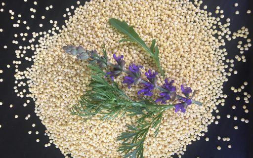 JAGŁA BEZ GORYCZKI W 6 KROKACH!