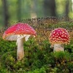 Grzyby – bez wartości czy odżywcze?