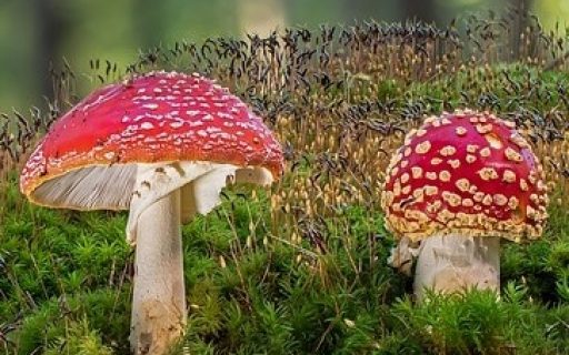 Grzyby – bez wartości czy odżywcze?